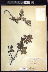 Salix arctica image