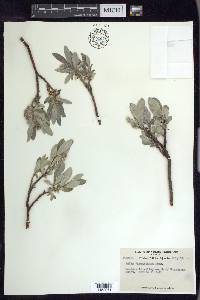 Salix barrattiana image