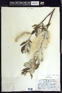 Salix alaxensis image