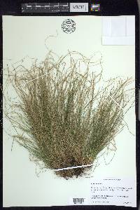 Carex eburnea image