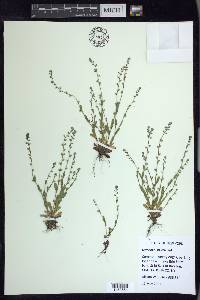 Myosotis stricta image