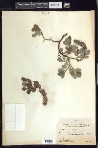 Salix arctica image