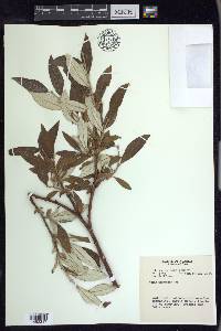 Salix alaxensis image