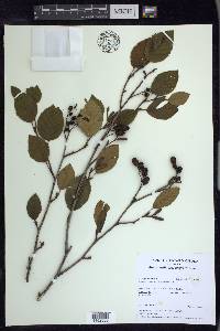 Alnus viridis subsp. crispa image