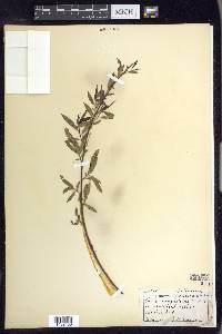 Salix amygdaloides image