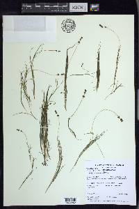 Stuckenia filiformis subsp. occidentalis image