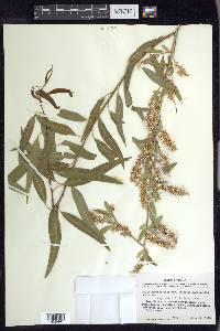 Salix amygdaloides image