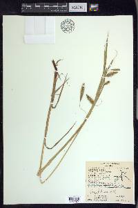 Carex paleacea image