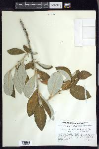 Salix alaxensis image