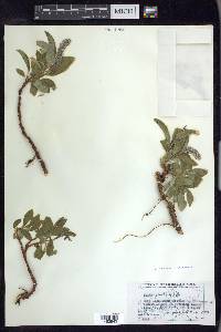 Salix arctica image