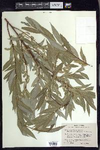 Salix amygdaloides image