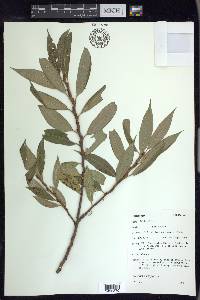 Salix alba image