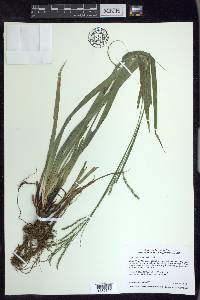 Carex arctata image