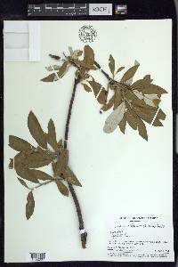 Salix alaxensis image