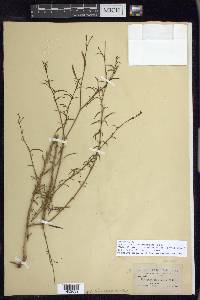 Epilobium brachycarpum image