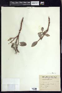 Salix arctica image