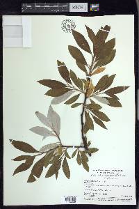 Salix alaxensis image