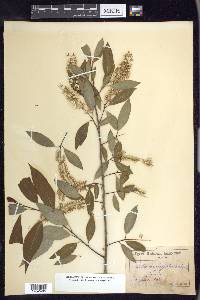 Salix amygdaloides image