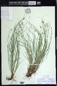 Carex leavenworthii image