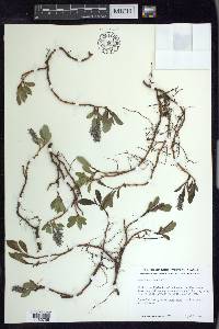 Salix arctica image