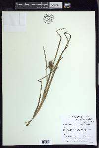 Sparganium angustifolium image