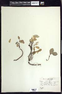 Salix arctica image