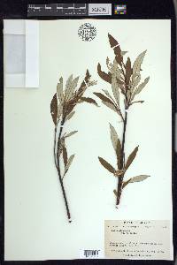 Salix alaxensis image