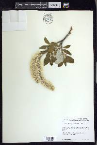 Salix alaxensis image