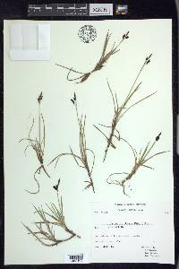 Carex rariflora image