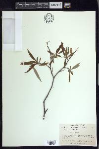 Salix arbusculoides image