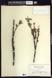 Salix barclayi image