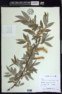 Salix alba image