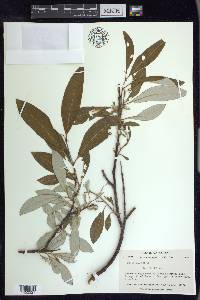 Salix alaxensis image