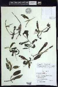 Potamogeton illinoensis image