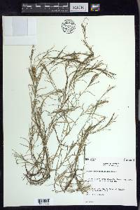 Potamogeton strictifolius image