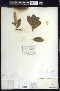 Salix arctica image