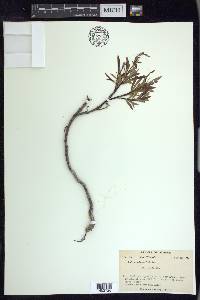 Salix arbusculoides image