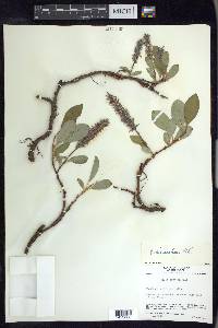 Salix arctica image