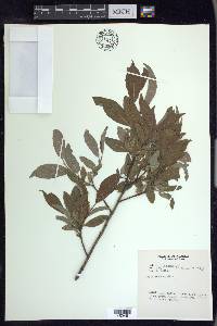 Salix arbusculoides image