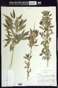 Salix amygdaloides image