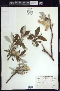 Salix alaxensis image