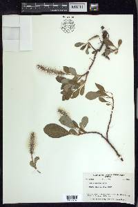 Salix arctica image