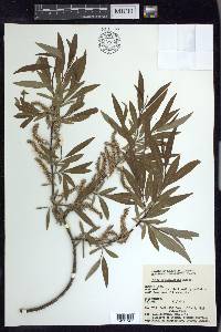 Salix arbusculoides image