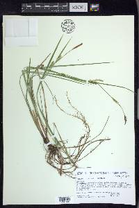 Carex tetanica image