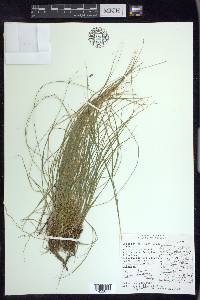 Carex trisperma image