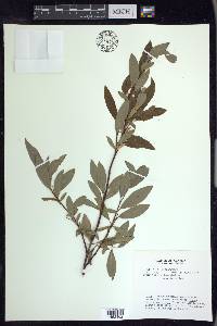 Salix arbusculoides image