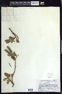 Salix arctica image