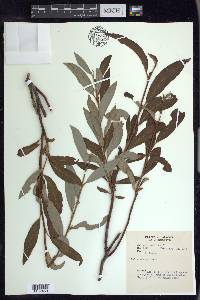 Salix arbusculoides image