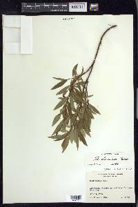 Salix arbusculoides image