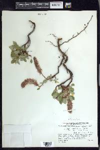 Salix arctica image